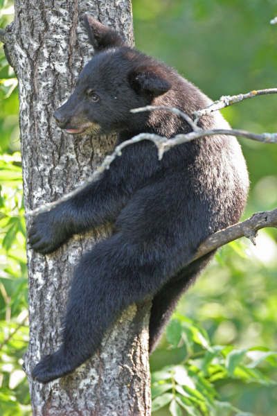 Vince Shute Wildlife Sanctuary - American Bear Association